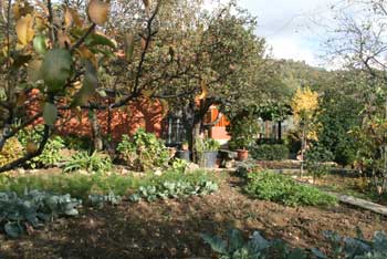 garden