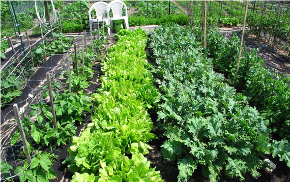 Garden Plot at the Harwich Community Garden