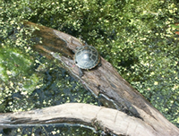 Painted turtle