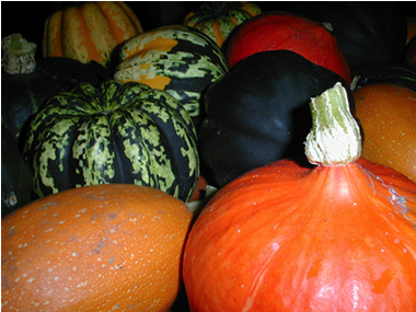 Varieties of squash