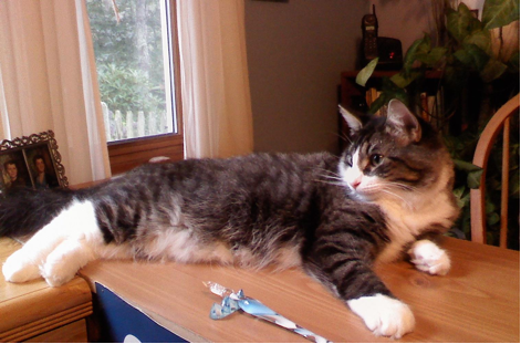 Travis relaxing in his new INDOOR home 