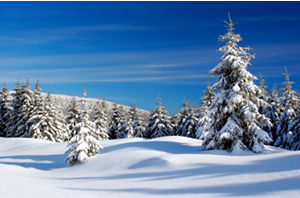 Winter Trees