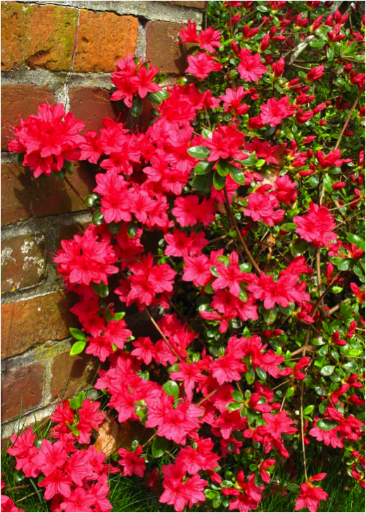 Azalea Wall, by Katie O’Sullivan 