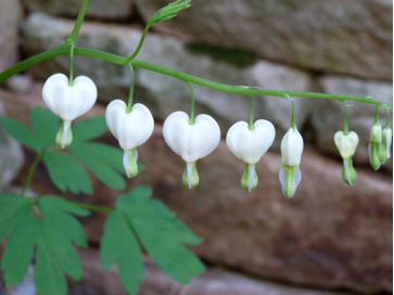 Spring buds inspire spring poetry