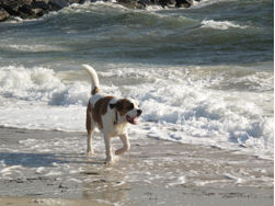  Midget checks out the surf 