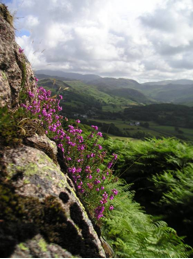 Heather outcrop above Boot, Cumbria, England Copyright: Nick Thorne 